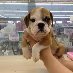 ブルドッグ