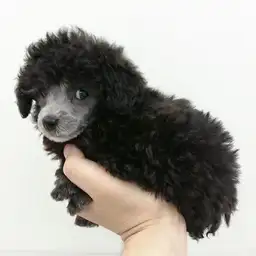 トイ・プードル