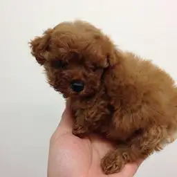 トイ・プードル