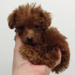 トイ・プードル