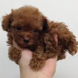 トイ・プードル