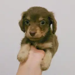 カニンヘン・ダックスフント