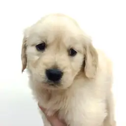 ゴールデンレトリバー