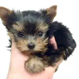 ヨークシャーテリア