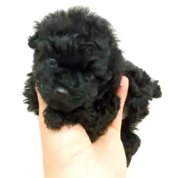 トイ・プードル