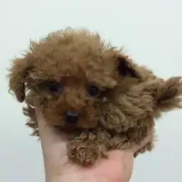 トイ・プードル