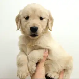 ゴールデンレトリバー