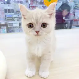 ブリティッシュショートヘア