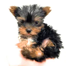 ヨークシャーテリア