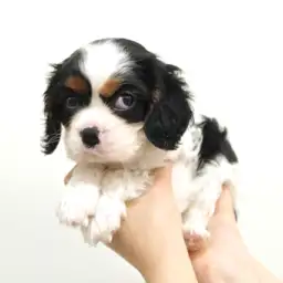 キャバリア・キングチャールズ・スパニエル