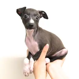 イタリアングレーハウンド