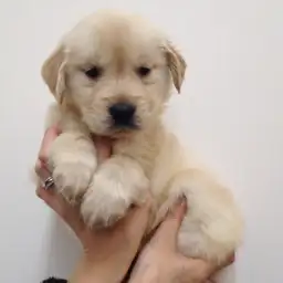 ゴールデンレトリバー