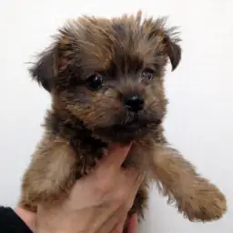 ノーフォークテリア