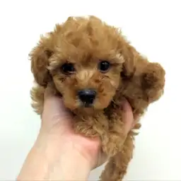 トイ・プードル