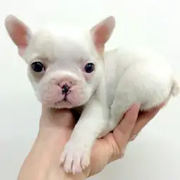 フレンチブルドッグ