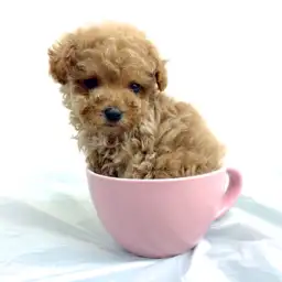 トイ・プードル