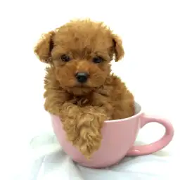 トイ・プードル