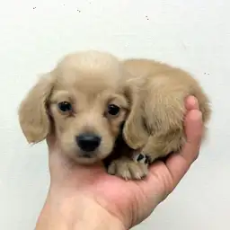 カニンヘン・ダックスフント