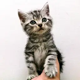 アメリカンショートヘア