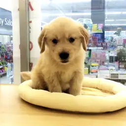 ゴールデンレトリバー