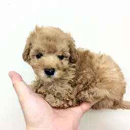 トイ・プードル