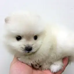 ポメラニアン