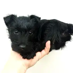 スコティッシュテリア