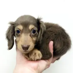 カニンヘン・ダックスフント