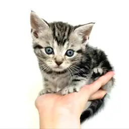 アメリカンショートヘア