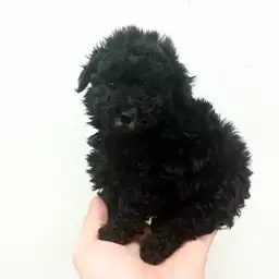 トイ・プードル