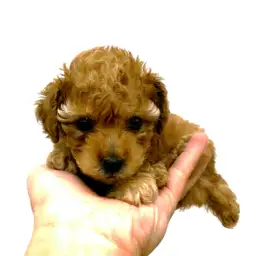 トイ・プードル