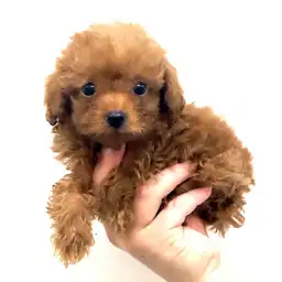 トイ・プードル