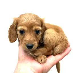 ミニチュア・ダックスフント