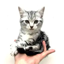 アメリカンショートヘア