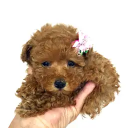 トイ・プードル