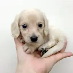 ミニチュア・ダックスフント