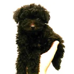 トイ・プードル