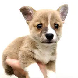 ウェルシュコーギーペンブローク