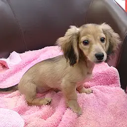 カニンヘン・ダックスフント