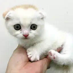 スコティッシュフォールド