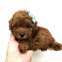 トイ・プードル