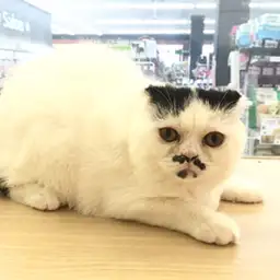 スコティッシュフォールド