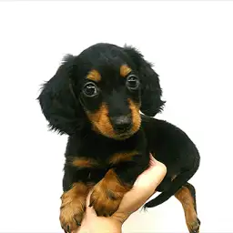 ミニチュア・ダックスフント