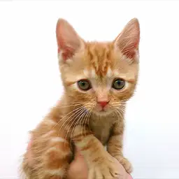 アメリカンショートヘア