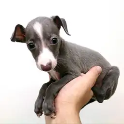 イタリアングレーハウンド