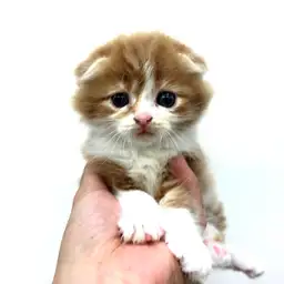 スコティッシュフォールド