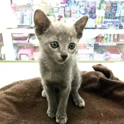 ロシアンブルー