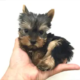 ヨークシャーテリア