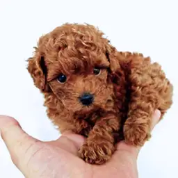 トイ・プードル