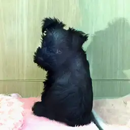 ミニチュア・シュナウザー